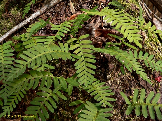 {Pleopeltis michauxiana}